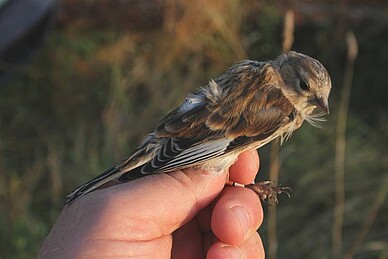 Common linnet with a light-level geolocator