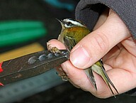 A firecrest will be ringed