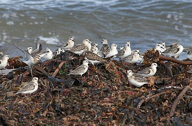Resting sanderlings and a ruddy turnstone