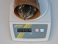 The sparrow hawk weighs 332,6 gram