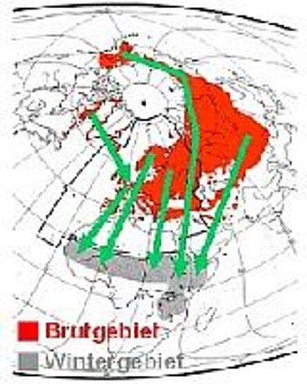 Zugrute vom Brutgebiet zum Wintergebiet