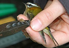 Ein Sommergoldhähnchen wird beringt