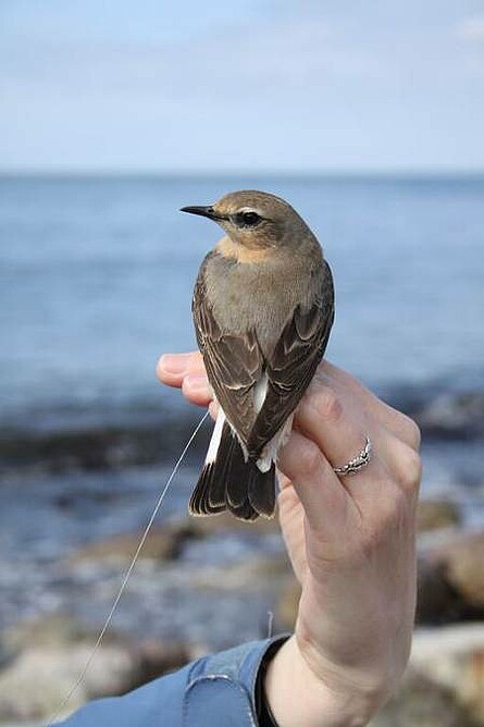 wheatear with a light-level geolocator