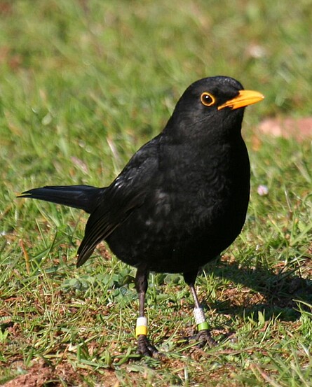 Blackbird with  coloured rings