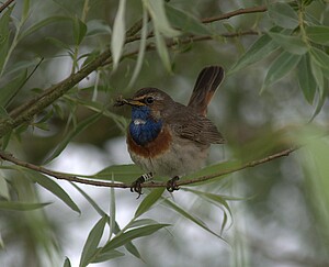 Blaukehlchen