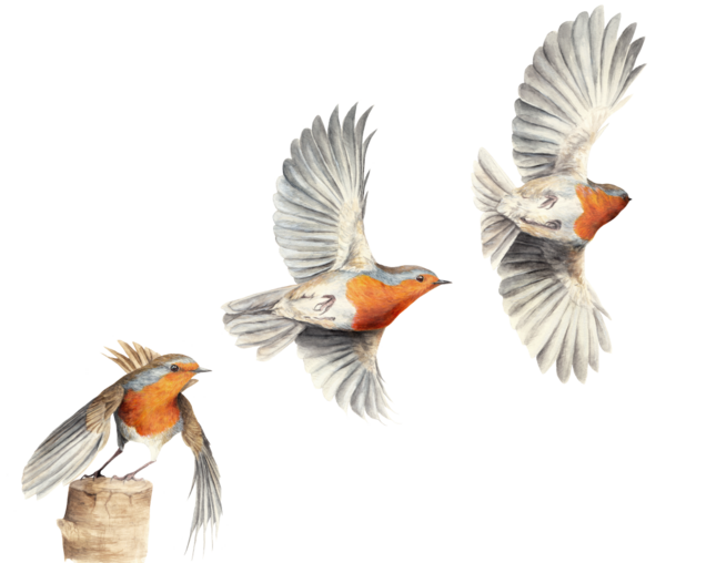 Rotkehlchen Flugstudie Rotkehlchen im Flug, Aquarell