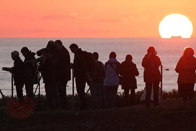 Watching some jumplings on the Island (common guillemot) Watching some jumplings on the Island (common guillemot)