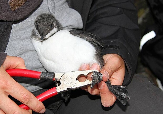 A young common guillemot will be ringed A young common guillemot will be ringed