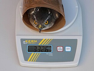 The sparrow hawk weighs 332,6 gram The sparrow hawk weighs 332,6 gram