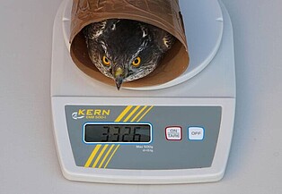 Auf der Waage: Dieser Sperber wiegt 332,6 Gramm Auf der Waage: Dieser Sperber wiegt 332,6 Gramm