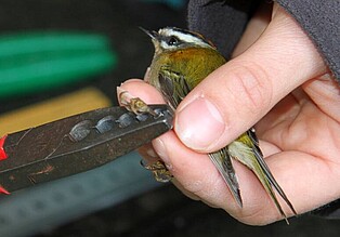A firecrest will be ringed A firecrest will be ringed