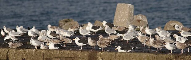 Resting herring-gulls and black-backed gulls Resting herring-gulls and black-backed gulls