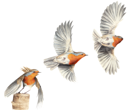 Rotkehlchen Flugstudie Rotkehlchen im Flug, Aquarell